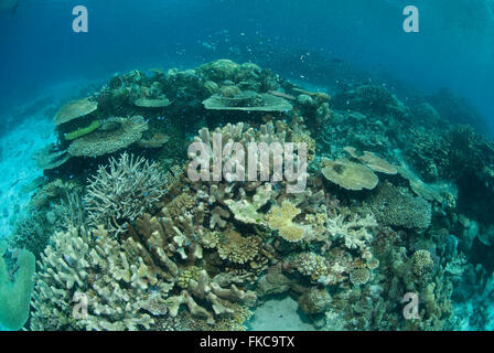 Korallenriff im nördlichen Great Barrier Reef Stockfoto