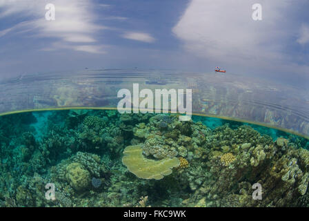 Korallenriff im nördlichen Great Barrier Reef, zwei Ebenen Stockfoto