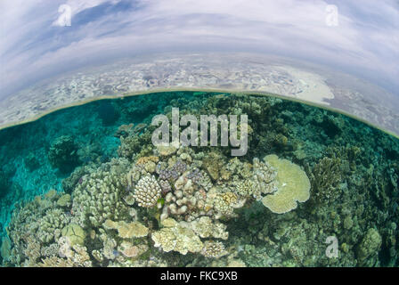 Korallenriff im nördlichen Great Barrier Reef, zwei Ebenen Stockfoto