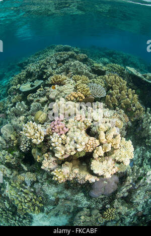 Korallenriff im nördlichen Great Barrier Reef Stockfoto