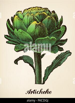 Artischocke eingefärbte Vintage Vektor-illustration Stock Vektor
