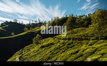 Tee-Plantagen in der Nähe von Bergstation, Kerala, Indien Stockfoto