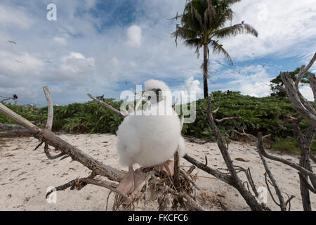 Red-footed Sprengfallen Baby (Sula Sula) in Bird Islet Tubbataha Reefs Stockfoto