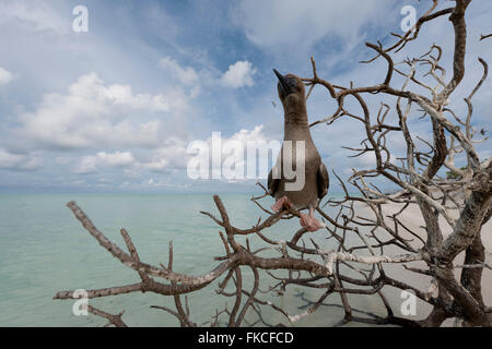 Red-footed Sprengfallen (Sula Sula) in Bird Islet Tubbataha Reefs Stockfoto