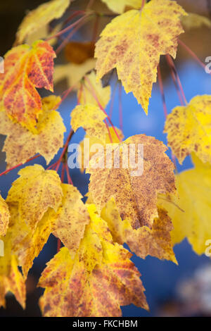 lebendigen Herbstfarben auf Ahorn Blätter gegen blauen Himmel, beleuchtet von Sonne am schönen Herbsttag Stockfoto