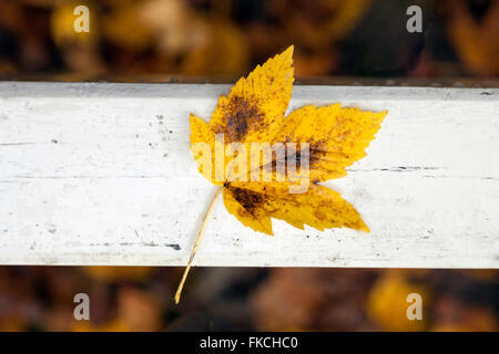 Goldene Ahornblatt auf weiß bemalten Balken im Wald mit anderen Blättern im Hintergrund Stockfoto