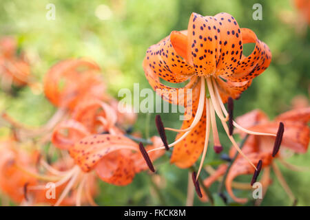 Feuerlilie im Sommergarten Stockfoto