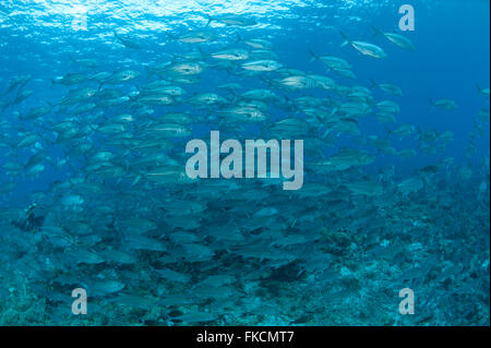 Schulzeit Großaugen-Buchsen oder Makrelen (Caranx Sexfaciatus) im Riff Stockfoto