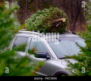 Weihnachtsbaum auf dem Autodach Stockfoto