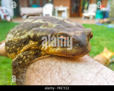 gemeinsamen Kröte (Bufo Bufo) in einer hand Stockfoto