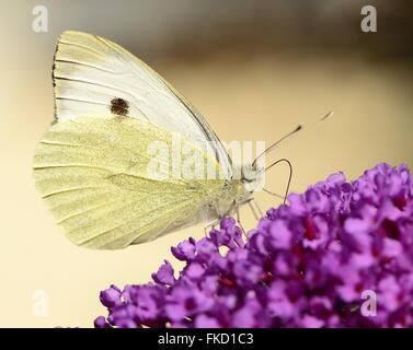 Kleiner weißer Schmetterling Fütterung auf Sommerflieder Stockfoto