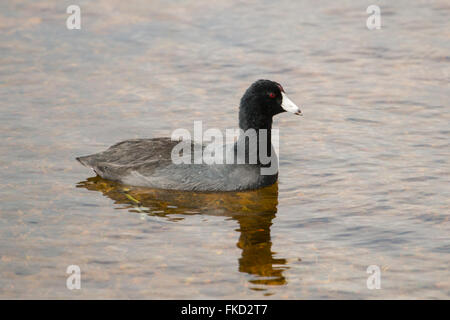 Amerikanisches Blässhuhn - Fulica americana Stockfoto