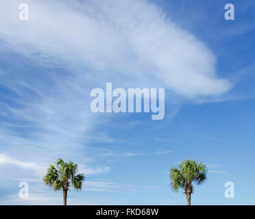 Palmen vor Wolkenhimmel Stockfoto