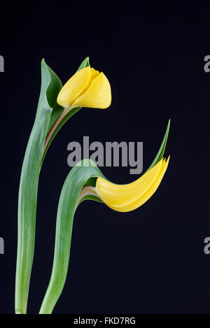 Ein digital manipulierte Foto von Tulpe Blumen Stockfoto