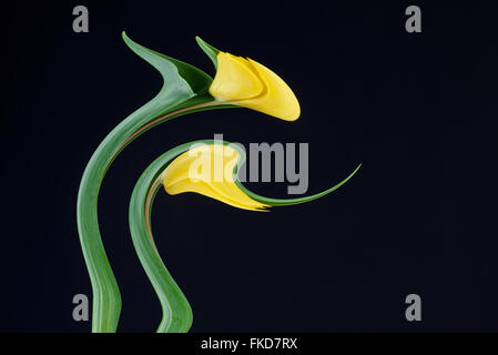 Ein digital manipulierte Foto von Tulpe Blumen Stockfoto