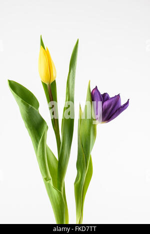 Gelbe und violette Tulpen Blumen auf weißem Hintergrund Stockfoto