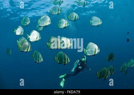 Schule-Fledermausfisch (Platax Boersii) mit Taucher. Stockfoto