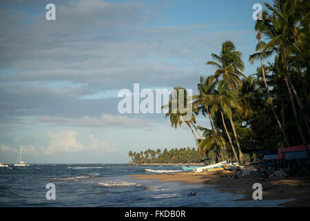 Palmen gesäumten Strand in Las Terrenas, Halbinsel Samaná, Dominikanische Republik, Karibik, Amerika, Stockfoto