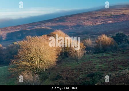 Herbstfärbung nr Stoke Pero, Exmoor National Park, Somerset, England, UK Stockfoto