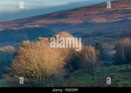 Herbstfärbung nr Stoke Pero, Exmoor National Park, Somerset, England, UK Stockfoto