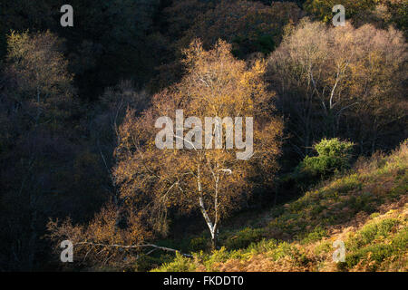 Herbstfarben in Aller Combe, Dunkery Leuchtfeuer, Exmoor National Park, Somerset, England, UK Stockfoto