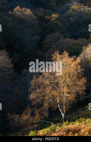 Herbstfarben in Aller Combe, Dunkery Leuchtfeuer, Exmoor National Park, Somerset, England, UK Stockfoto