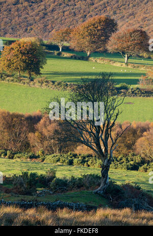 Herbstfarben in Aller Combe, Dunkery Leuchtfeuer, Exmoor National Park, Somerset, England, UK Stockfoto