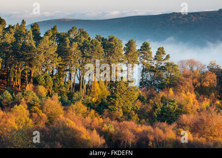 Herbstfärbung nr Webbers Post, Exmoor National Park, Somerset, England, UK Stockfoto