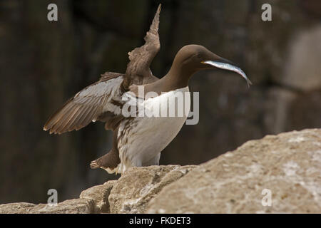 Guillemot Landung mit gefangenem Fisch auf den Farne Islands, Northumberland Stockfoto