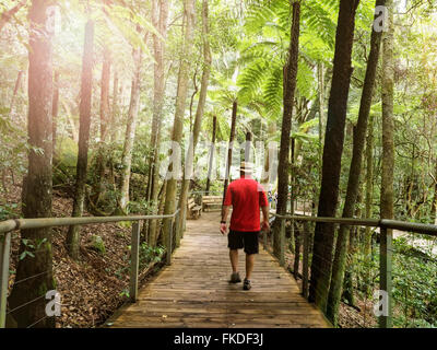 Mann zu Fuß in den Wald Stockfoto