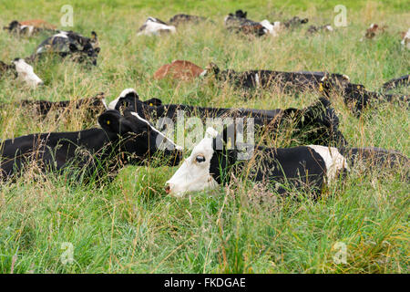 Kühe, die Ruhe in dem Gebiet rund um den See LLanquihue, X Region, Chile Stockfoto