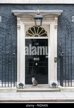 Larry Downing Street Katze, Chief Mouser, Cabinet Office. Larry ist eine braune und weiße Tabby, an der Tür Nummer 10 Stockfoto