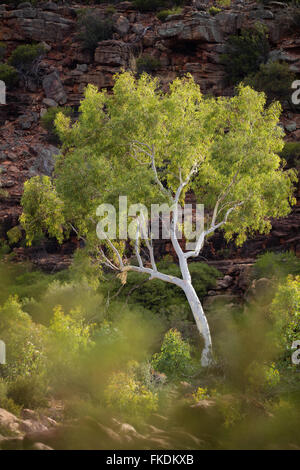 ein Eukalyptusbaum in der Murchison River Gorge bei Ross Graham, Kalbarri National Park, Western Australia Stockfoto