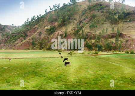 Grasende Kühe auf Feld mit Berg im Hintergrund, Cusco, Peru Stockfoto