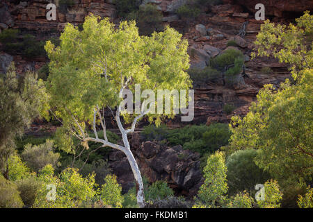 ein Eukalyptusbaum in der Murchison River Gorge bei Ross Graham, Kalbarri National Park, Western Australia Stockfoto