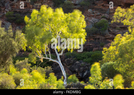 ein Eukalyptusbaum in der Murchison River Gorge bei Ross Graham, Kalbarri National Park, Western Australia Stockfoto