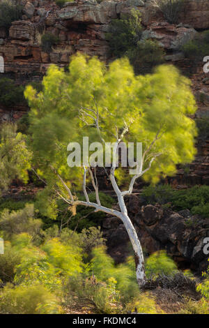 ein Eukalyptusbaum in der Murchison River Gorge bei Ross Graham, Kalbarri National Park, Western Australia Stockfoto