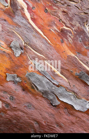 Texturen der Rinde in der Murchison River Gorge bei Ross Graham, Kalbarri National Park, Western Australia Stockfoto