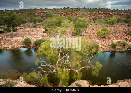 ein Eukalyptusbaum in der Murchison River Gorge bei Ross Graham, Kalbarri National Park, Western Australia Stockfoto