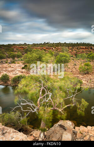 ein Eukalyptusbaum in der Murchison River Gorge bei Ross Graham, Kalbarri National Park, Western Australia Stockfoto