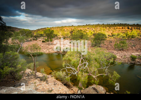 ein Eukalyptusbaum in der Murchison River Gorge bei Ross Graham, Kalbarri National Park, Western Australia Stockfoto