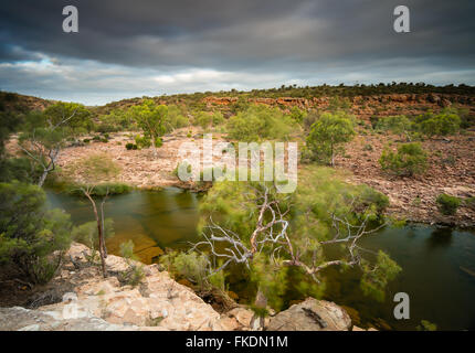 ein Eukalyptusbaum in der Murchison River Gorge bei Ross Graham, Kalbarri National Park, Western Australia Stockfoto