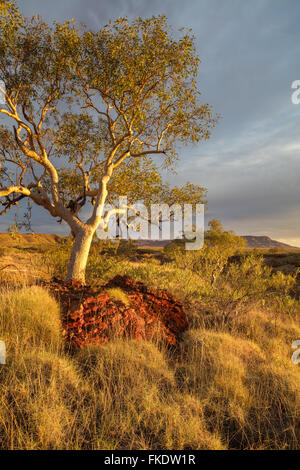 ein Eukalyptusbaum im letzten Licht des Tages, Hamersley Gorge, Karijini-Nationalpark, Pilbara, Western Australia Stockfoto