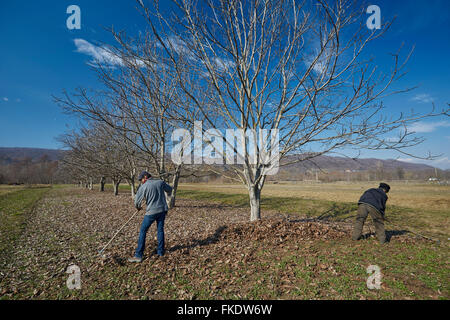 Familie von Landwirten aufräumen Tote Blätter mit Rechen in einem Obstgarten Stockfoto