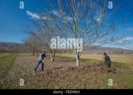 Familie von Landwirten aufräumen Tote Blätter mit Rechen in einem Obstgarten Stockfoto