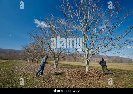 Familie von Landwirten aufräumen Tote Blätter mit Rechen in einem Obstgarten Stockfoto