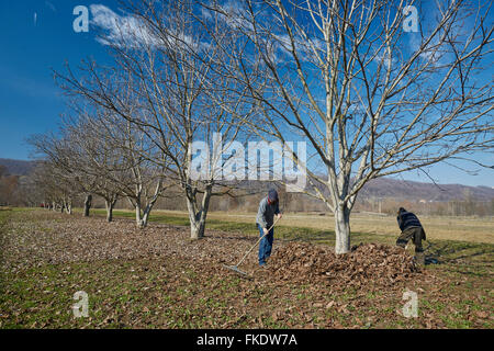 Familie von Landwirten aufräumen Tote Blätter mit Rechen in einem Obstgarten Stockfoto