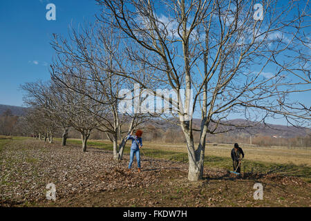 Familie von Landwirten aufräumen Tote Blätter mit Rechen in einem Obstgarten Stockfoto