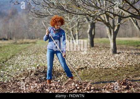 Landwirt Frau sammeln von Laub mit einer Harke Frühjahrsputz im Obstgarten Stockfoto