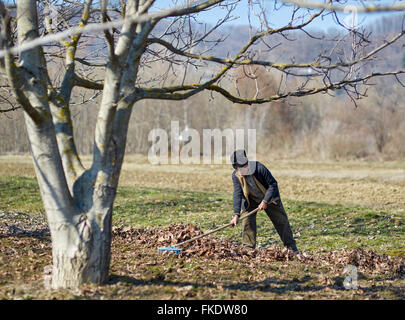 Senior Bauer Reinigung Tote Blätter aus einer Walnuss-Obstgarten Stockfoto